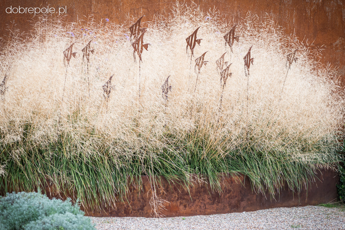 Deschampsia cespitosa "Goldtau" 0.10 - 0.20 m