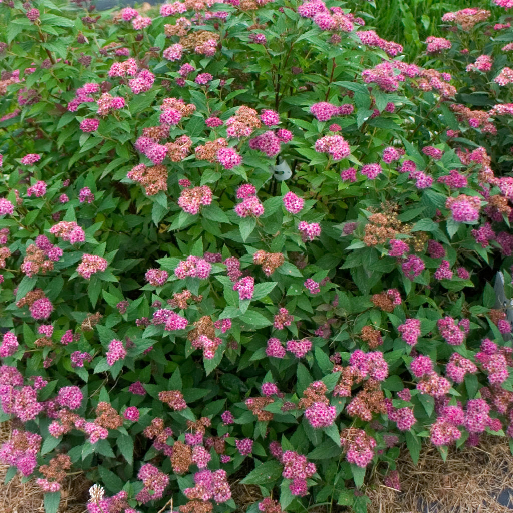 Spiraea japonica 'Double Play® Artist' / Cununita "Double Play® Artist" / - Gradina Noastra