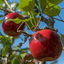 Mar "Idared" 1.80 - 2.30 m / Malus domestica „Idared”  /
