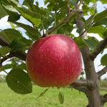 Mar "Florina" 1.80 - 2.30 m / Malus domestica „Florina”  /
