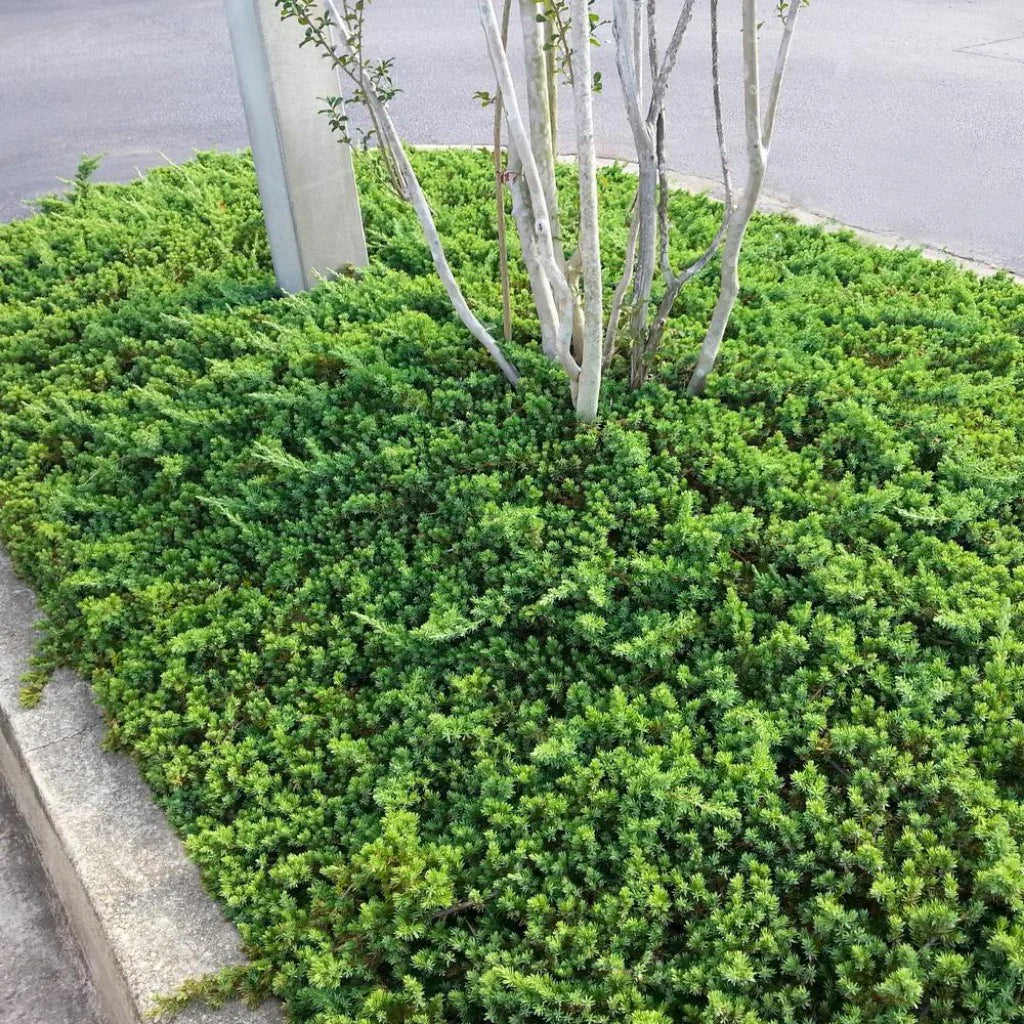 Ienupar acoperitor de sol pitic "Nana" / Juniperus  procumbens "Nana"/