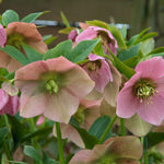 Helleborus orientalis
