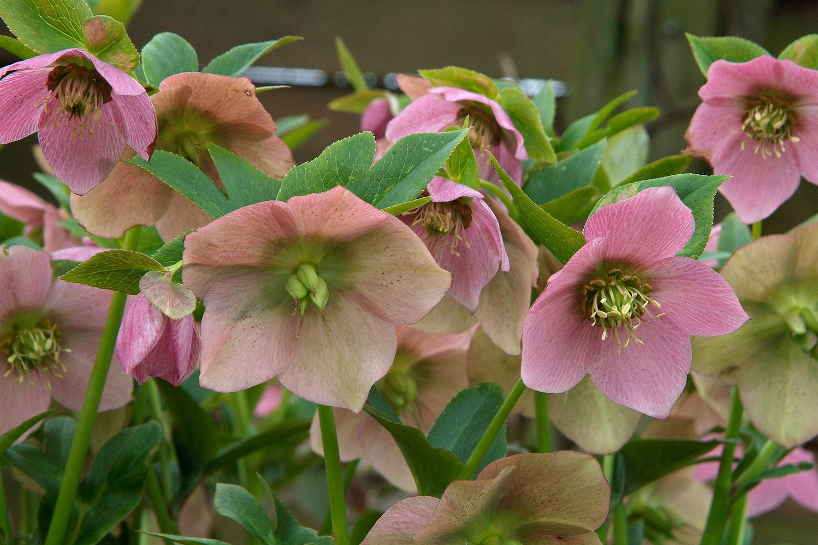 Helleborus orientalis