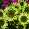 Echinacea purpurea 'Green Jewel'  0.20 - 0.40 m