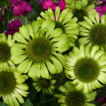 Echinacea purpurea 'Green Jewel'  0.20 - 0.40 m