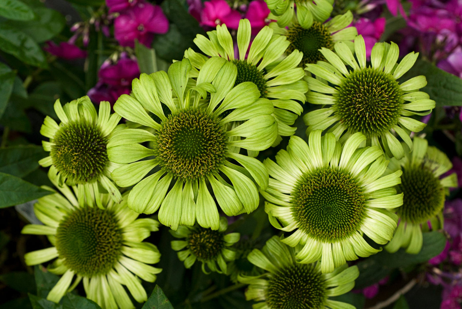 Echinacea purpurea 'Green Jewel'  0.20 - 0.40 m