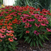 Echinacea purpurea 'Lakota Red'  0.20 - 0.40 m