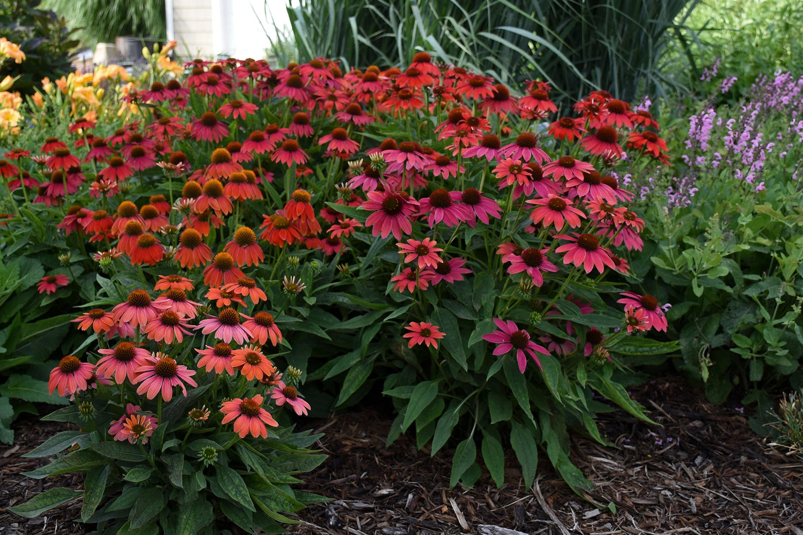 Echinacea purpurea 'Lakota Red'  0.20 - 0.40 m