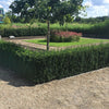 Tisa "Hillii" 0.20 m / Taxus x media "Hillii" /