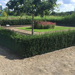 Tisa "Hillii" 0.20 m / Taxus x media "Hillii" /