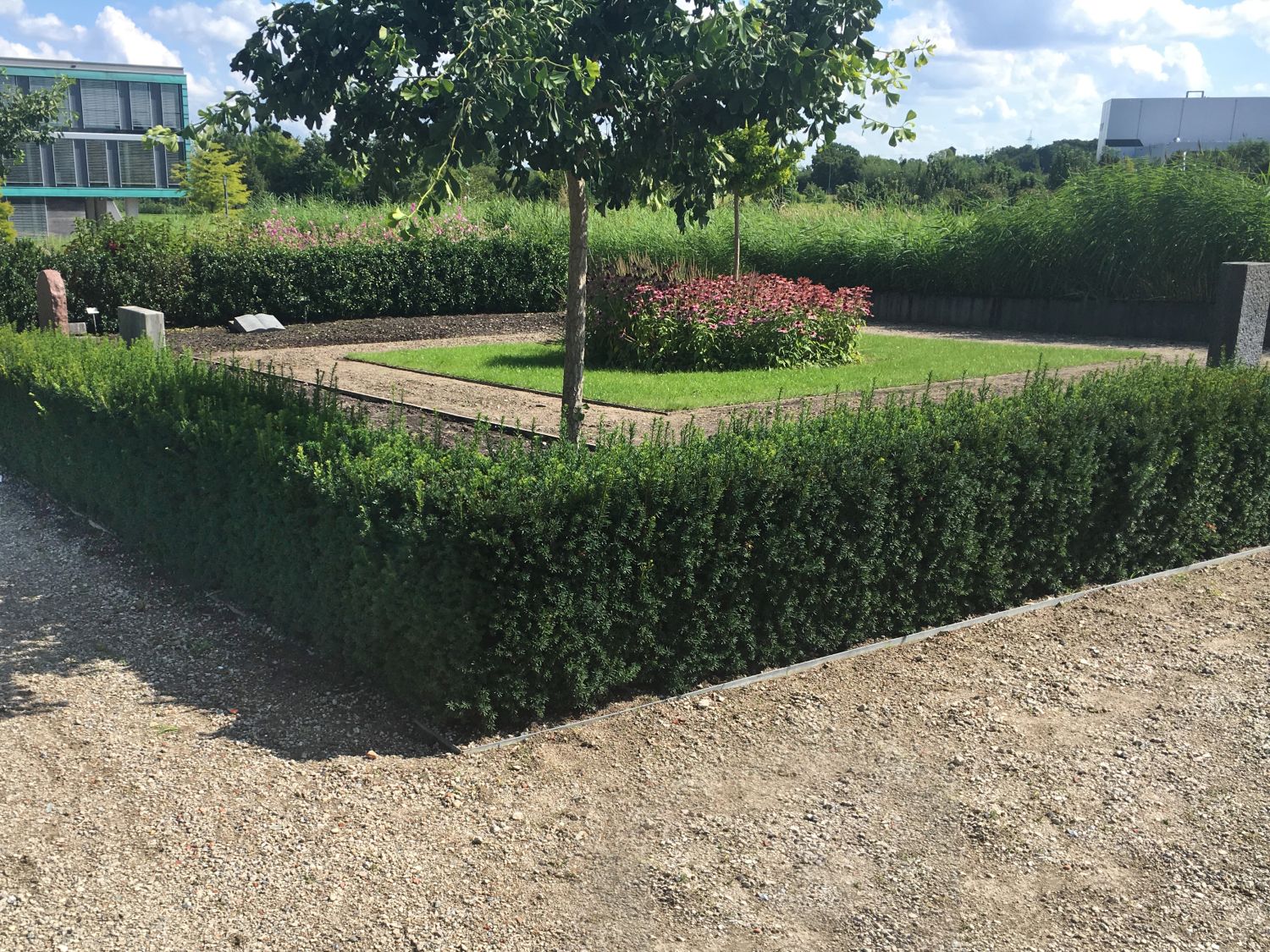 Tisa "Hillii" 0.20 m / Taxus x media "Hillii" /