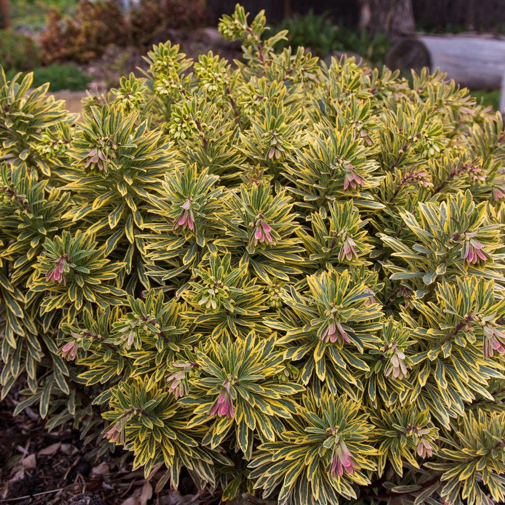 Euphorbia "Ascot Rainbow"