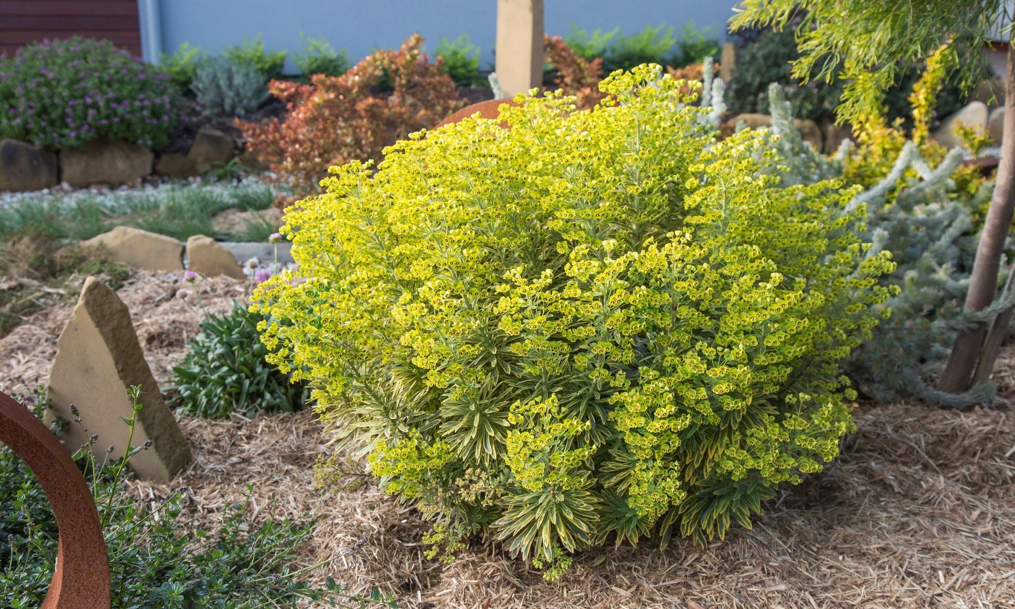Euphorbia "Ascot Rainbow"
