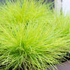 Iarbă albastră "Ami Gold" / Festuca glauca "Ami Gold"/ - Gradina Noastra