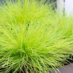 Iarbă albastră "Ami Gold" / Festuca glauca "Ami Gold"/ - Gradina Noastra