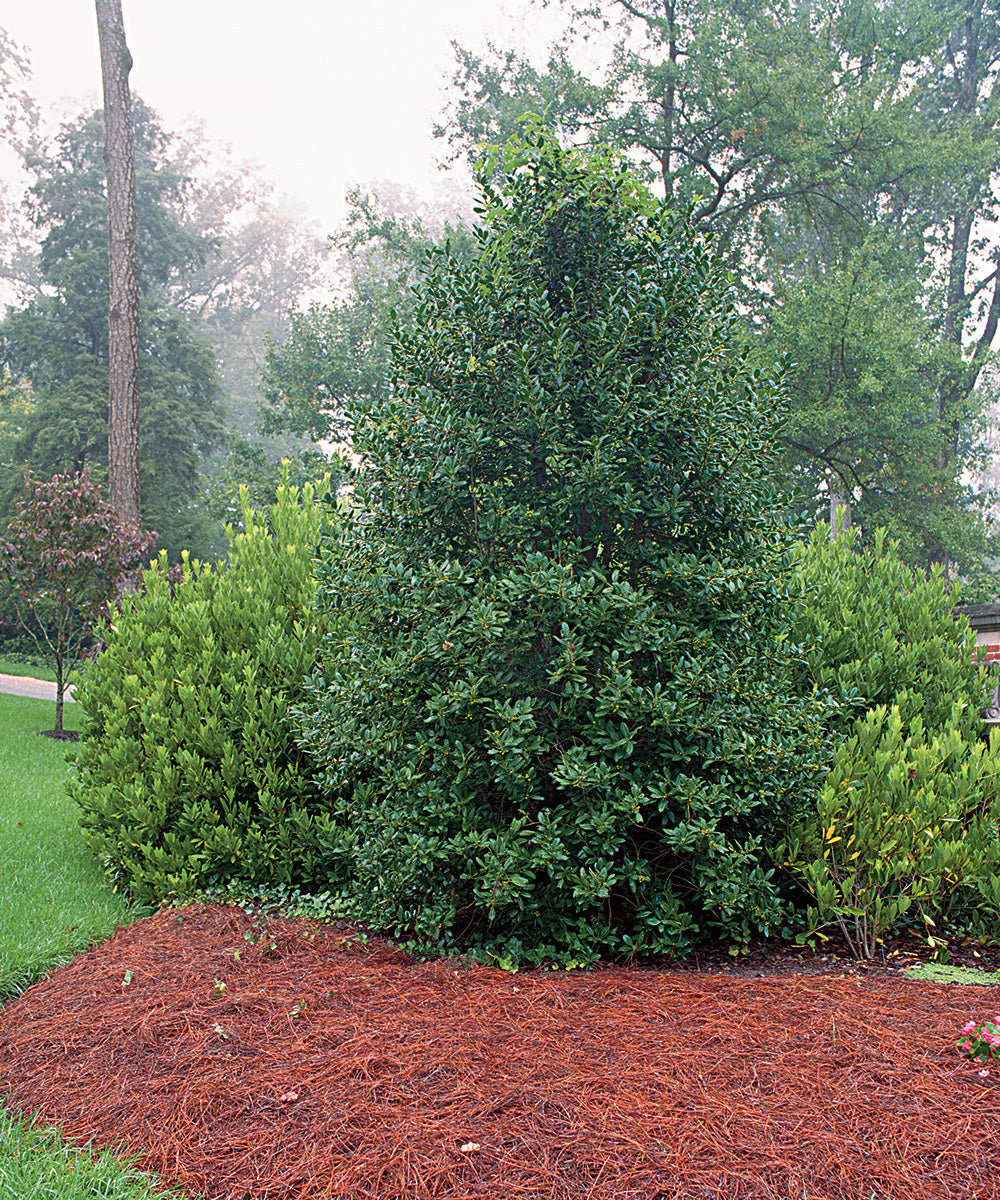 Ilex "Nellie R.Stevens" con / Ilex mutchagara "Nellie R.Stevens"/