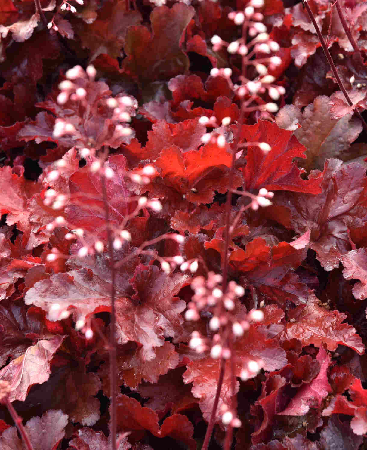 Heuchera "Forever Red " - Gradina Noastra