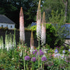 Eremurus mix 0.30 - 0.40 m