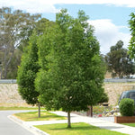 Frasin de Pensilvania 'Cimmzam'  3.50 - 4.00 m / Fraxinus pennsylvanica 'Cimmzam' /