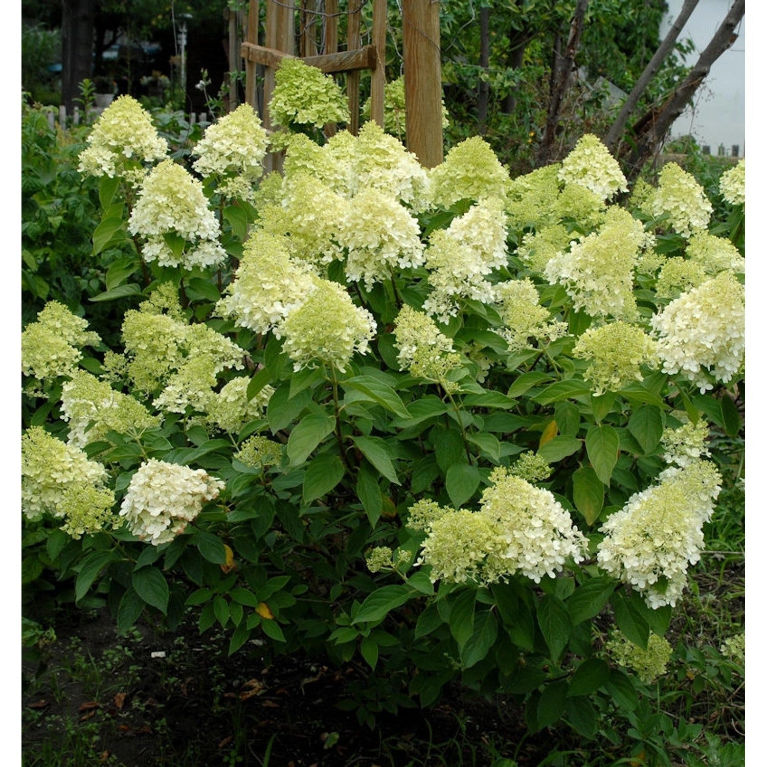 Hortensia paniculata "Mojito" / Hydrangea paniculata "Mojito" / by gradina-noastra