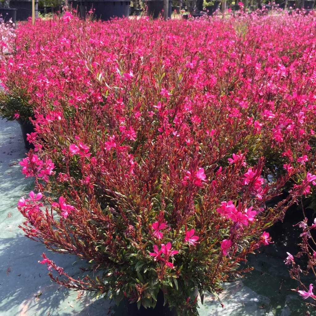 Gaura lindheimeri "Gaudi Red"
