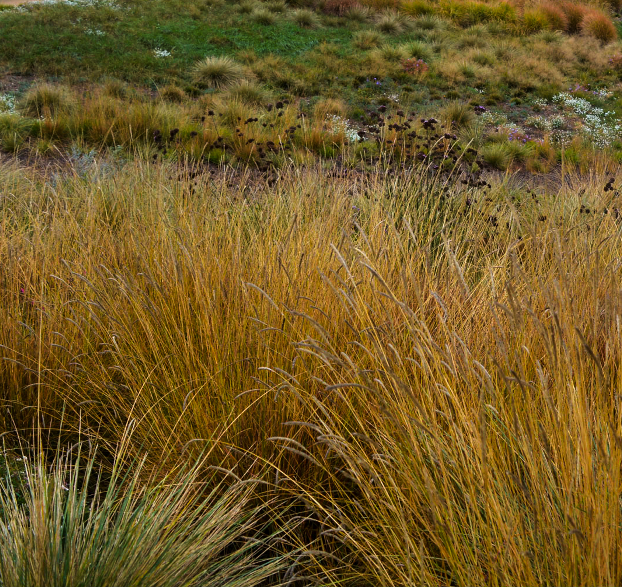 Sesleria autumnalis