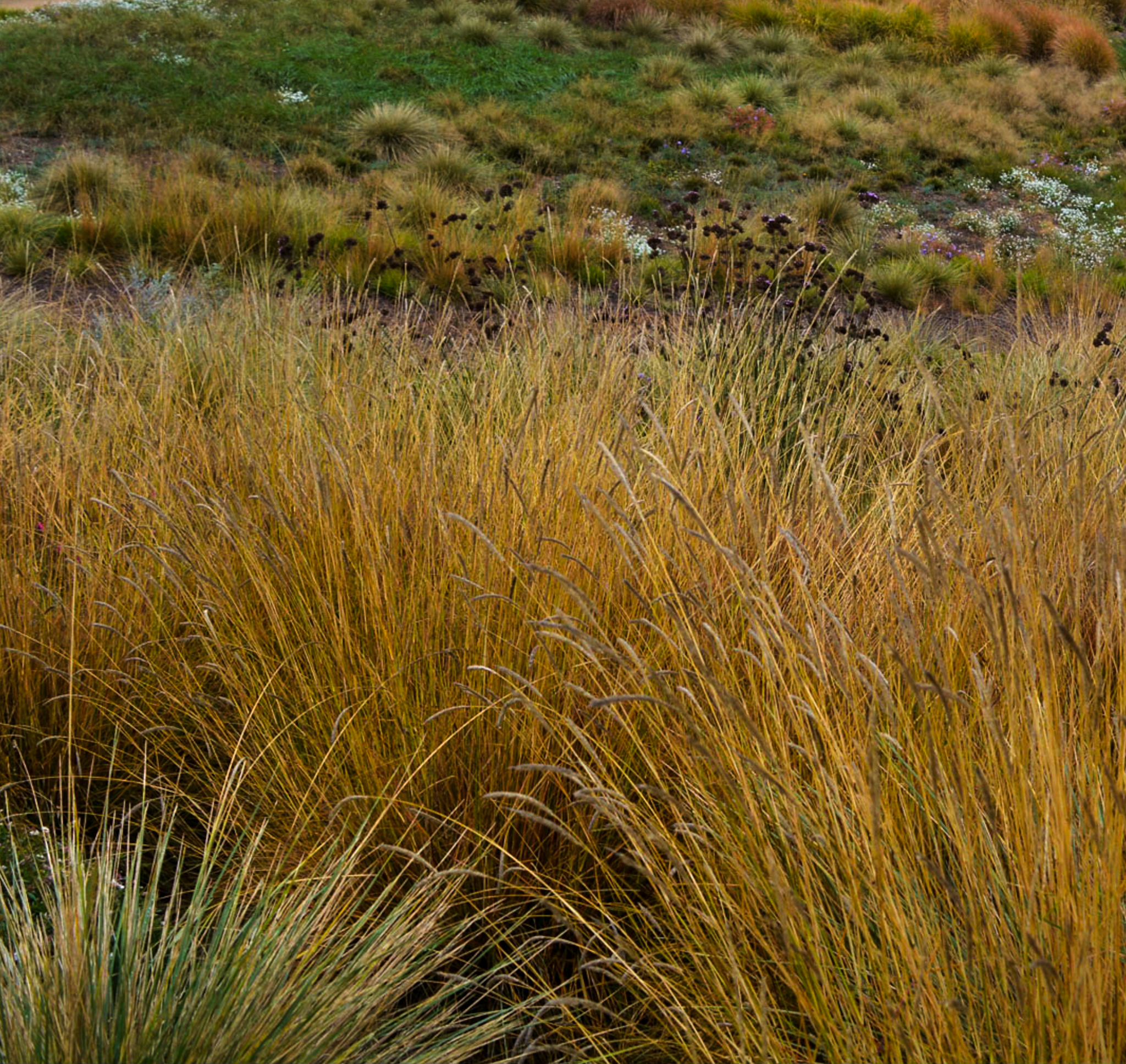 Sesleria autumnalis