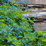 Brunnera macr. 'Diane's Gold'