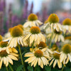 Echinacea purp. "Harvest Moon"  0.20 - 0.40 m