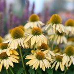 Echinacea purp. "Harvest Moon"  0.20 - 0.40 m