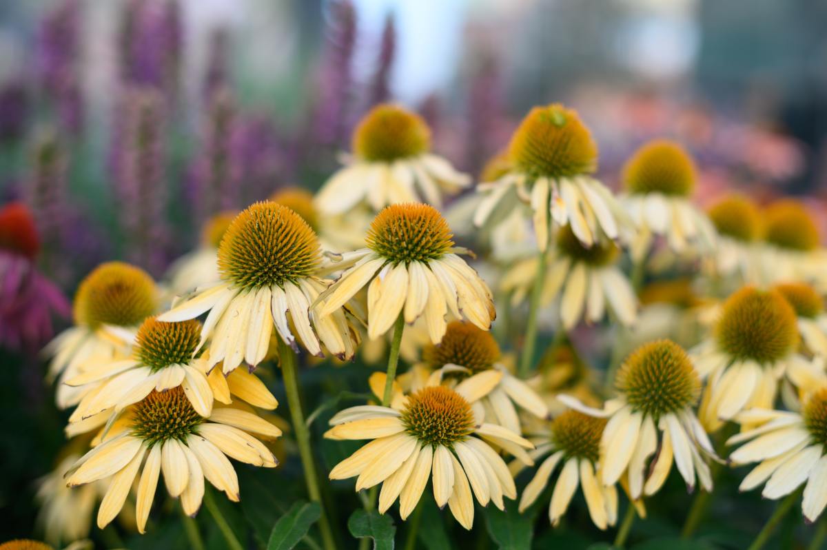 Echinacea purp. "Harvest Moon"  0.20 - 0.40 m