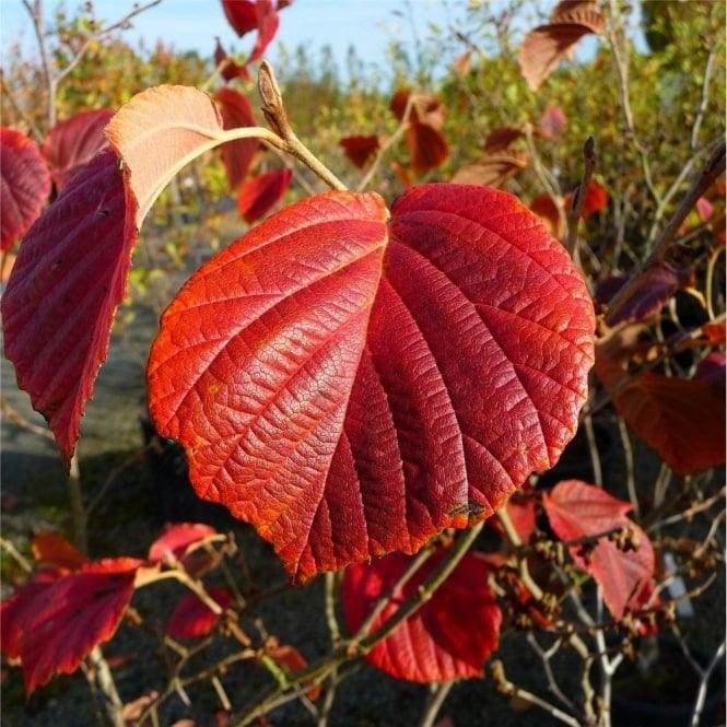 Nucul vrajitoarelor "Diane" 0.80 - 1.20 m / Hamamelis x intermedia"Diane"/ gradina-noastra
