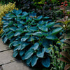 Crin de toamna "Halcyon" / Hosta "Halcyon" - Gradina Noastra