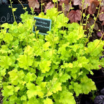 Heuchera "Lime Marmalade" - Gradina Noastra