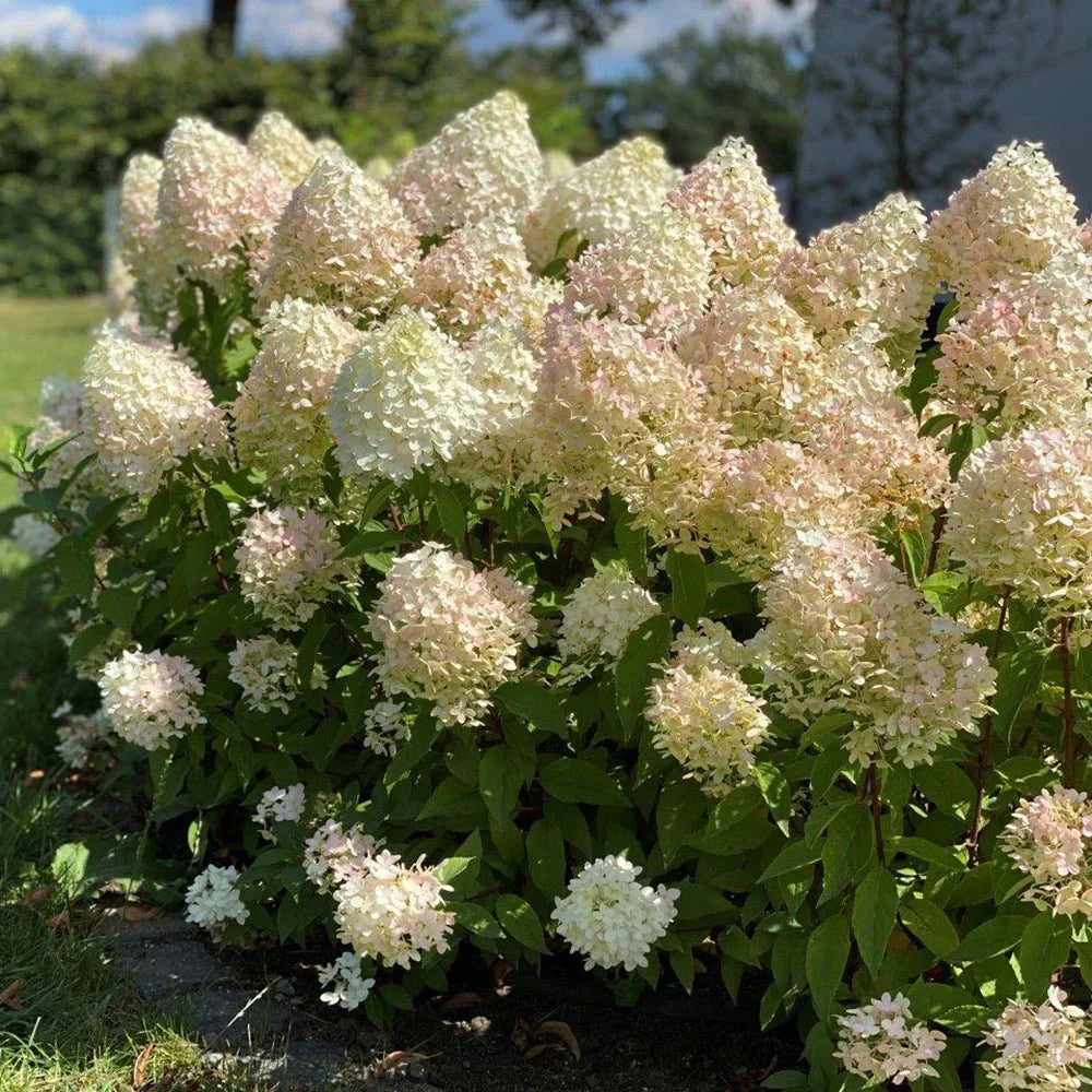 Hortensia paniculata "Pinkachu" / Hydrangea paniculata "Pinkachu" / by gradina-noastra