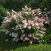 Hortensia paniculata "Vanille Fraise" / Hydrangea paniculata "Vanille Fraise" /