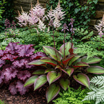 Crin de toamna "Red Cadet" / Hosta "Red Cadet" - Gradina Noastra
