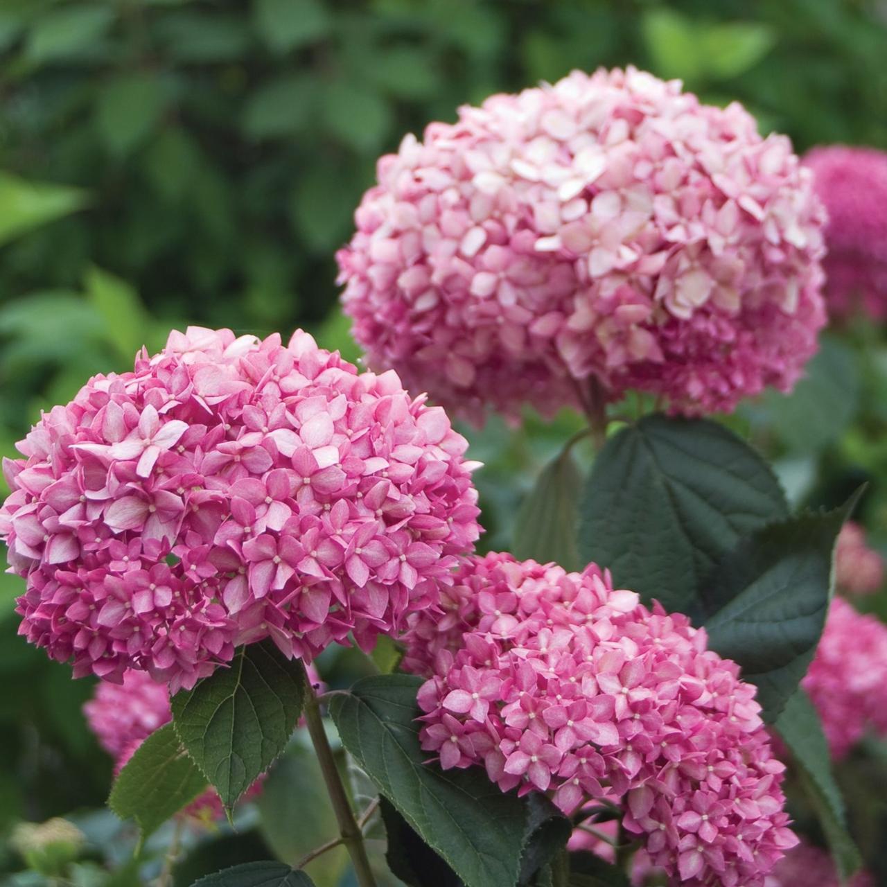 Hortensia "Pink Annabelle"/ Hydrangea arborescens "Pink Annabelle"/ - Gradina Noastra