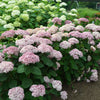 Hortensia "Pink Annabelle"/ Hydrangea arborescens "Pink Annabelle"/ - Gradina Noastra