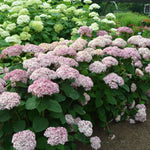 Hortensia "Pink Annabelle"/ Hydrangea arborescens "Pink Annabelle"/ - Gradina Noastra