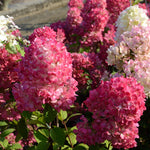 Hortensia paniculata "Diamond Rouge" înflorită, ideală pentru grădini pline de culoare și frumusețe.