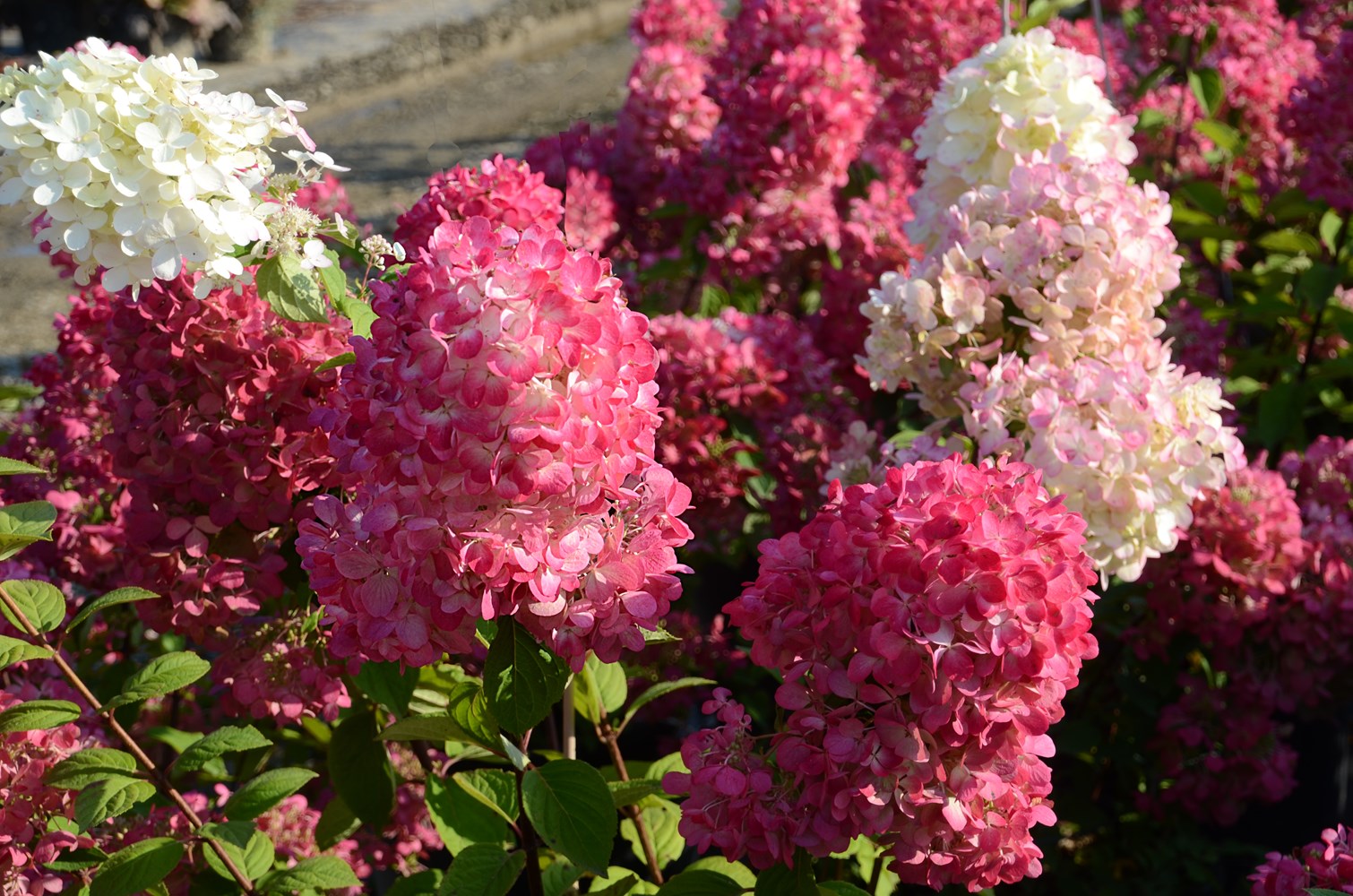Hortensia paniculata "Diamond Rouge" înflorită, ideală pentru grădini pline de culoare și frumusețe.