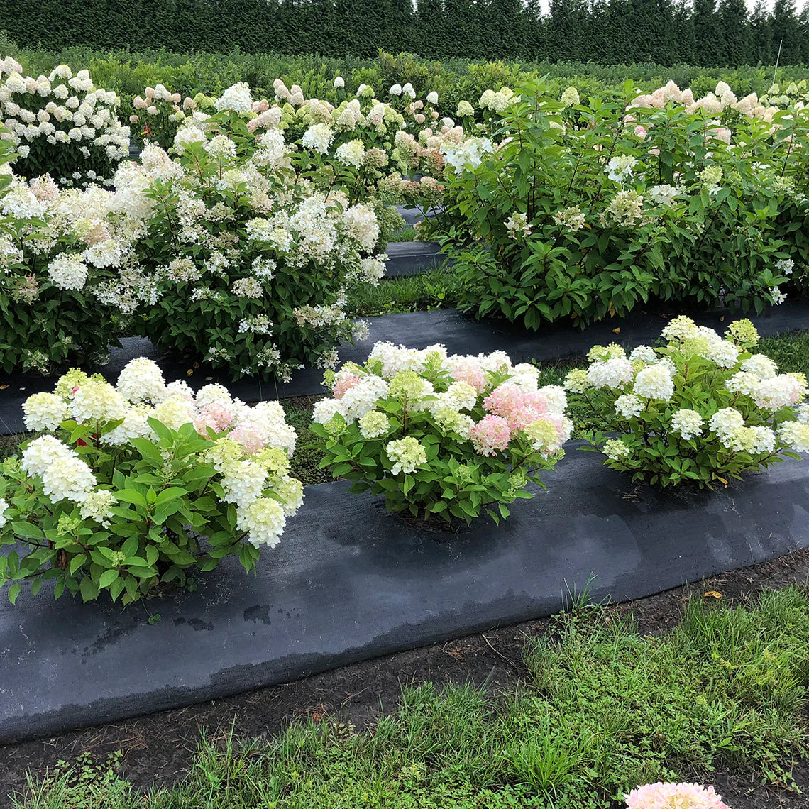 Hortensia paniculata "Fire Light Tiny Bit" / hydrangea paniculata "Fire Light Tiny Bit" / by gradina-noastra