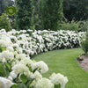 Hortensia "Strong Annabelle" 0.20 - 0.30 m / Hydrangea arborescens "Strong Annabelle"/