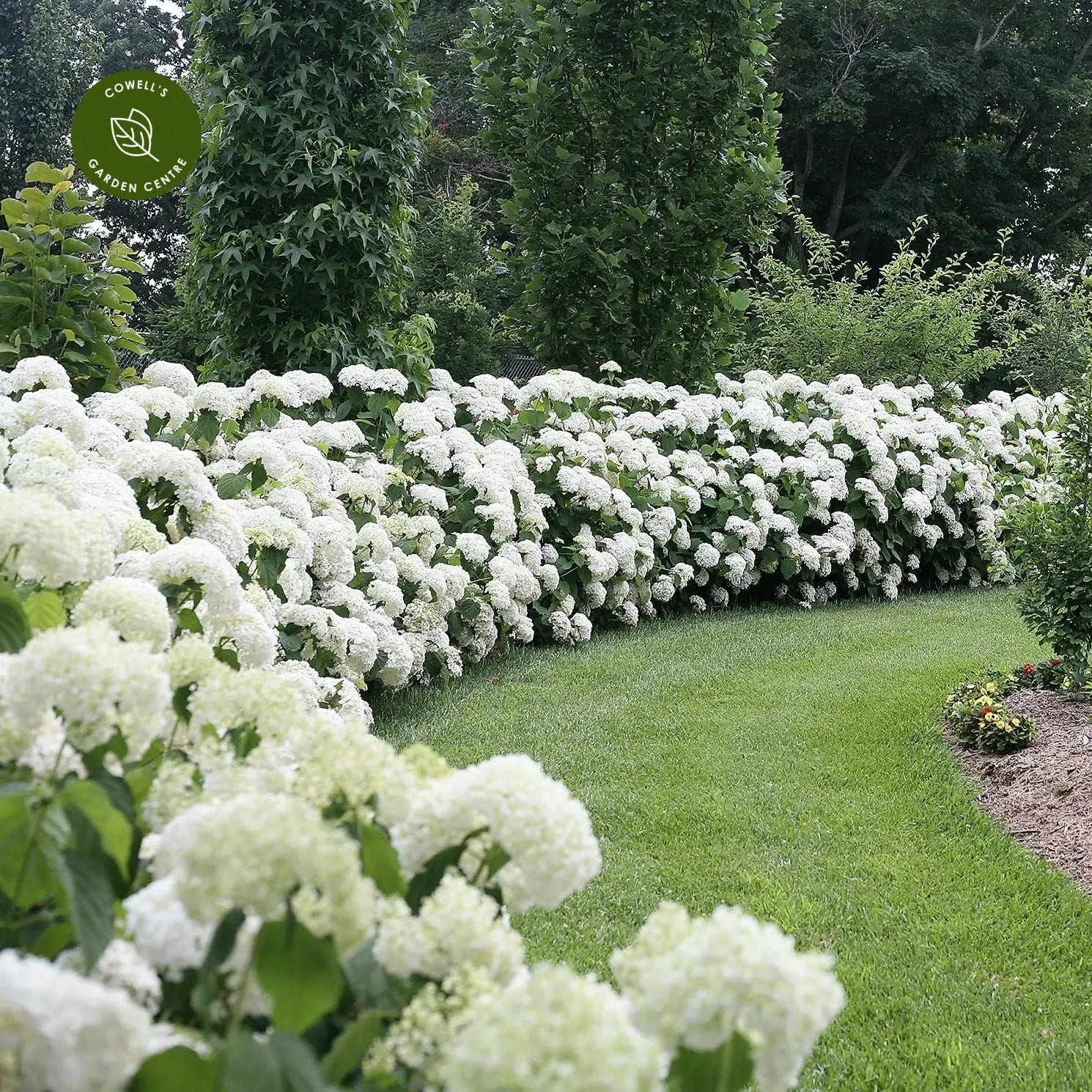 Hortensia "Strong Annabelle" 0.20 - 0.30 m / Hydrangea arborescens "Strong Annabelle"/