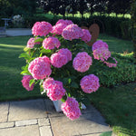 Hortensia "Belle Seduction" 0.40 - 0.60 m / Hydrangea macr. Belle Seduction"/