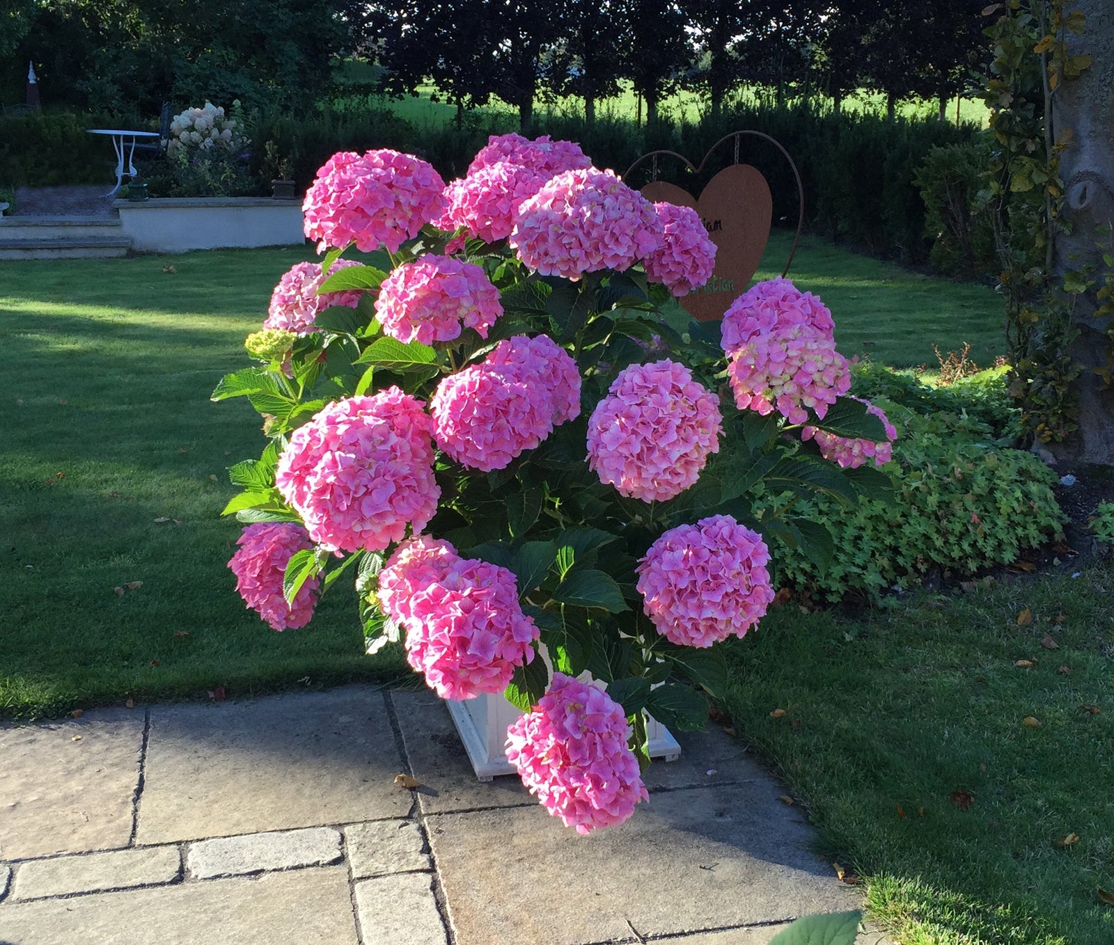 Hortensia "Belle Seduction" 0.40 - 0.60 m / Hydrangea macr. Belle Seduction"/