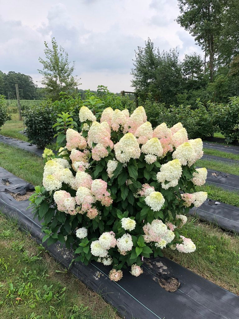 Hortensia paniculata "Quick Fire Fab"/ Hydrangea paniculata "Quick Fire Fab"/ by gradina-noastra