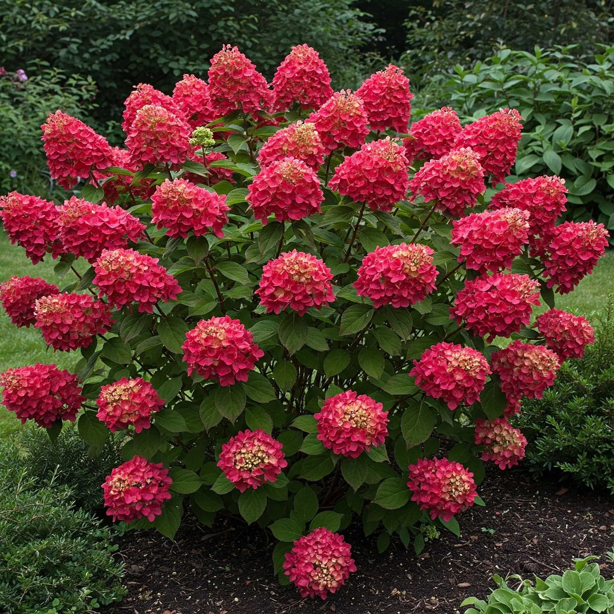 Hortensia paniculata "Wim's Red" / Hydrangea paniculata "Wim's Red" / by gradina-noastra