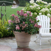 Hortensia paniculata "Little Quick Fire" / hydrangea paniculata "Little Quick Fire" / by gradina-noastra